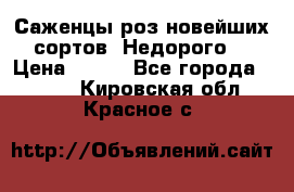 Саженцы роз новейших сортов. Недорого. › Цена ­ 350 - Все города  »    . Кировская обл.,Красное с.